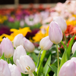 色彩艳丽的郁金香花盛开花卉花园