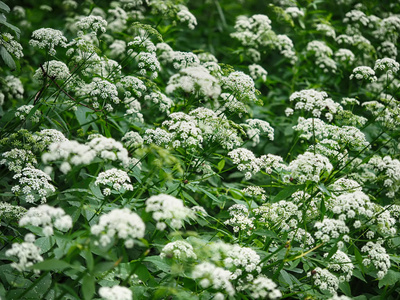 花 Aegopodium podagraria 在森林里