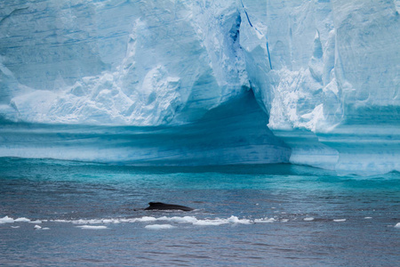 布兰斯菲尔德战略鲸鱼南极半岛平顶冰山
