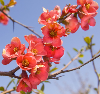 木瓜花在蔚蓝的天空