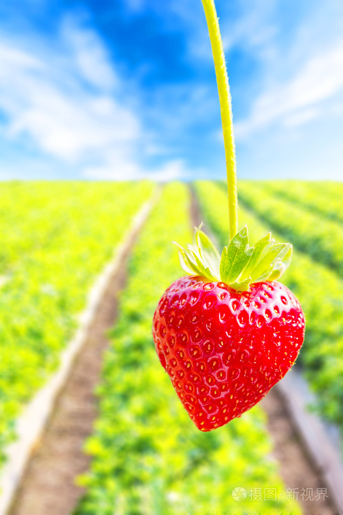 草莓的种植草莓的背景
