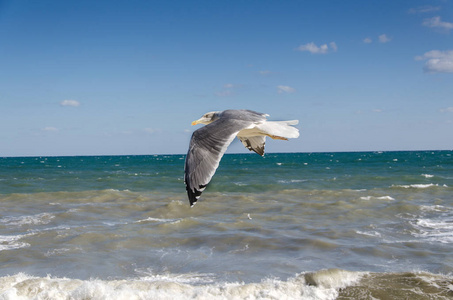 海鸥与波涛汹涌的海面