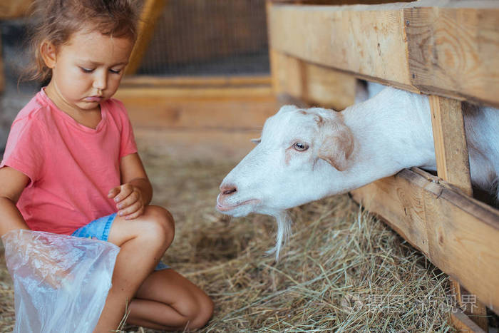 可爱的小女孩喂山羊农场的白山羊.小女孩用山羊