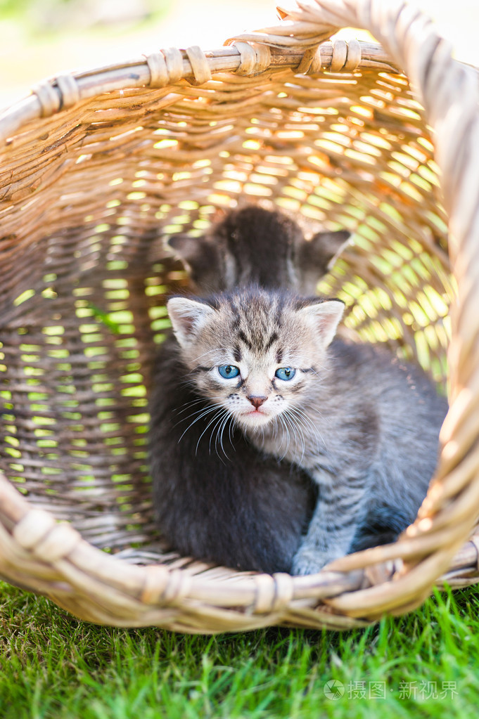 小猫在案头