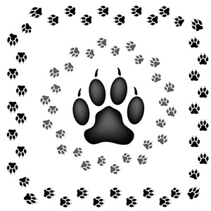 狗的指纹动物的指纹照片