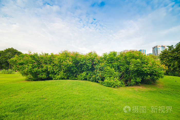 绿色的草坪上公园球场在曼谷