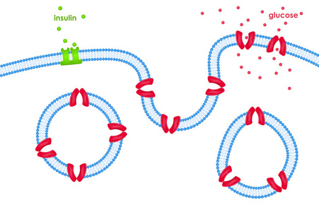通过细胞膜通过转运葡萄糖转运