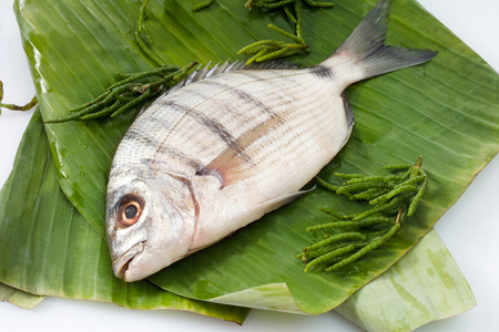 食用鱼摄影图-食用鱼图片大全-食用鱼照片-摄图新视界