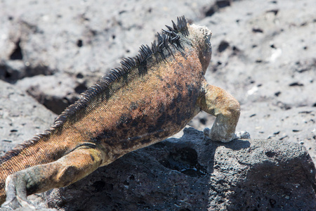 在加拉巴哥群岛的海鬣蜥