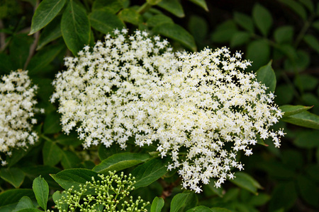 接骨木的叶子图片