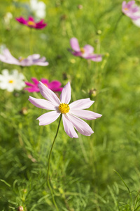 粉色波斯菊花海