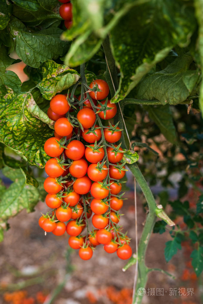 新鲜的樱桃番茄有机农场的树上挂着的分支