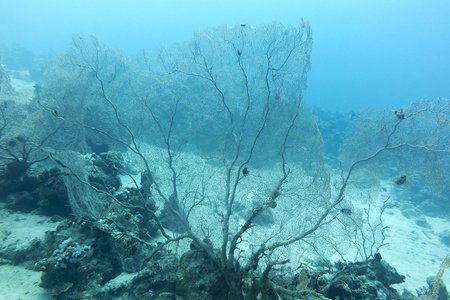 珊瑚礁与海洋生物柳珊瑚底部的热带海，underwa