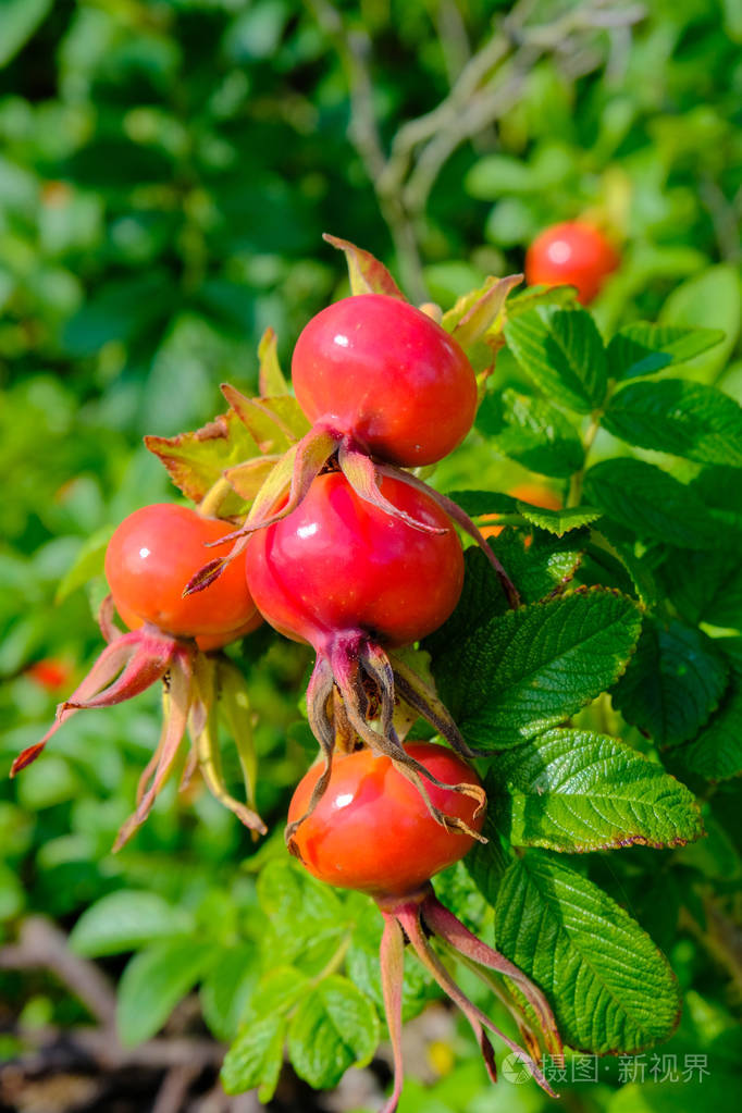 树枝上的红玫瑰果