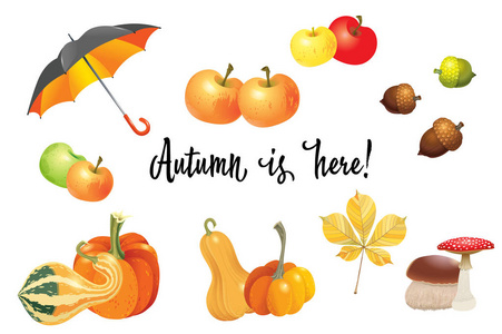 秋天的对象集。南瓜不同类型 蘑菇 伞 苹果和秋天的树叶。矢量插图合集