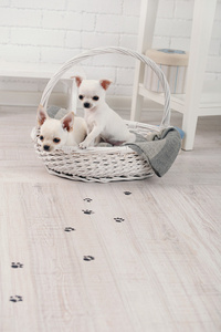 可爱的吉娃娃狗篮子和泥泞的爪印，房间里的木地板上