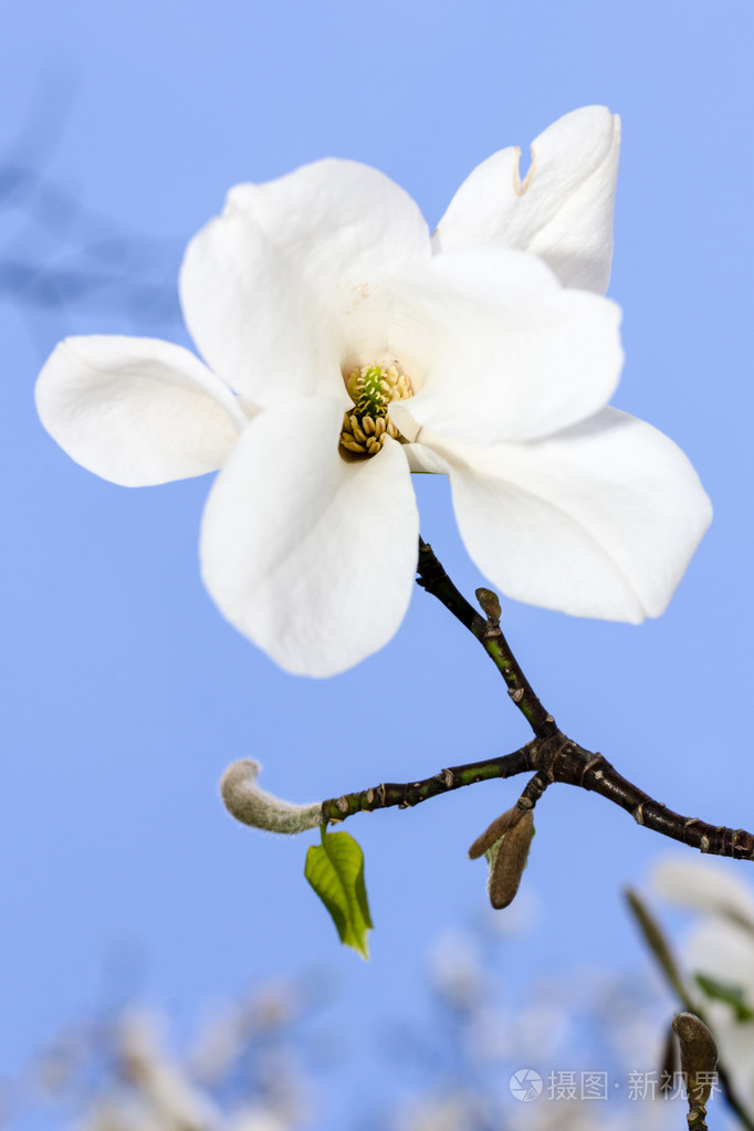 玉兰花