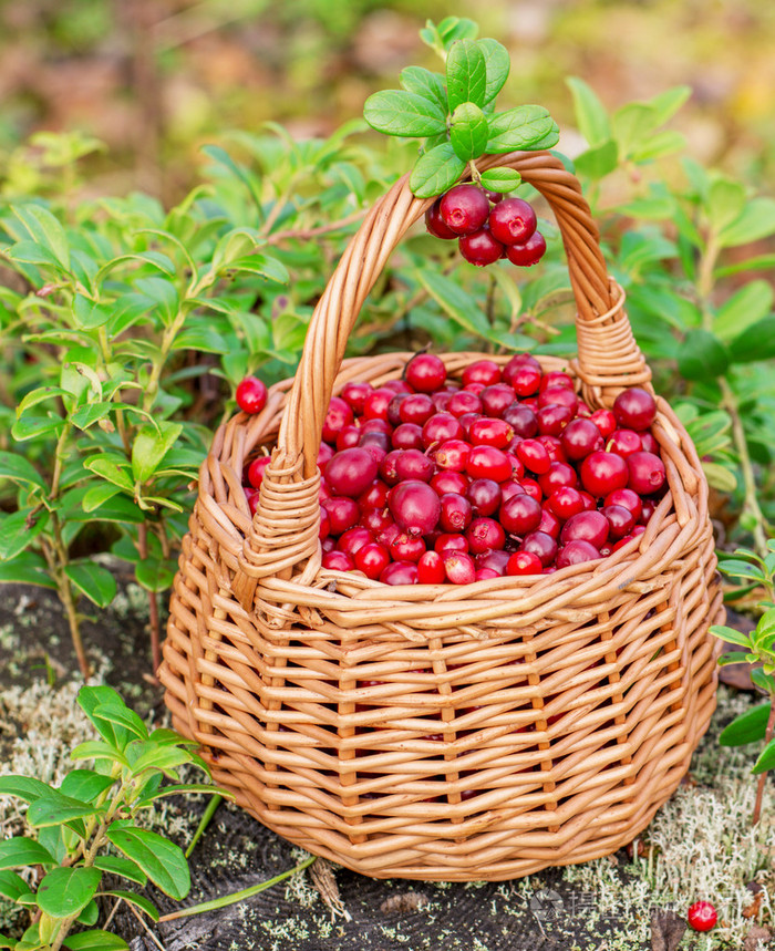 新鲜的蔓越橘在篮子里的森林