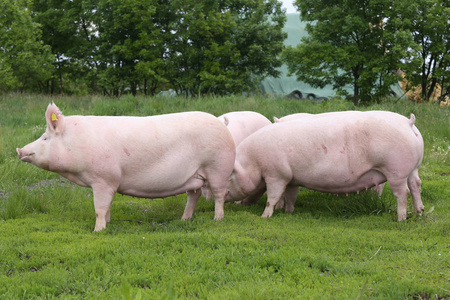 小猪在养猪厂哺乳母幼猪新生仔猪养殖在稳定中猪放牧在生物生态动物