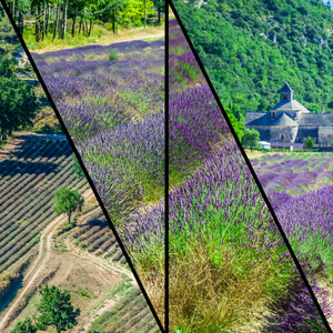 法国普罗旺斯的薰衣草田的拼贴画