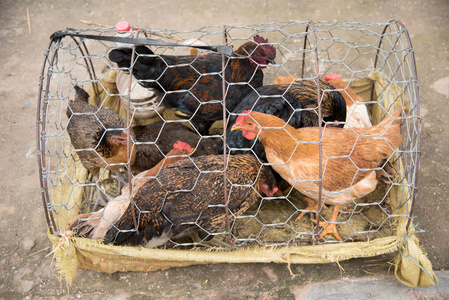 卖鸡图片-卖鸡素材-卖鸡插画-摄图新视界