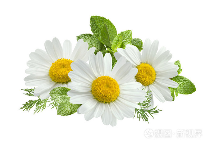 洋甘菊花薄荷叶上白色孤立的组成照片 正版商用图片0dcbfd 摄图新视界 洋甘菊花薄荷叶上白色孤立的组成照片 正版商用图片0dcbfd 摄图新视界