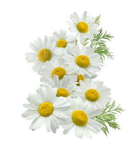 大黄蜂上洋甘菊图片-大黄蜂上洋甘菊素材-大黄蜂上洋甘菊插画-摄图新