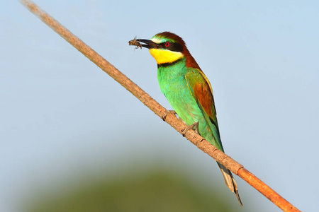 蓝尾食蜂鸟。硬币的纲佛法僧 Merops philippinus 家庭