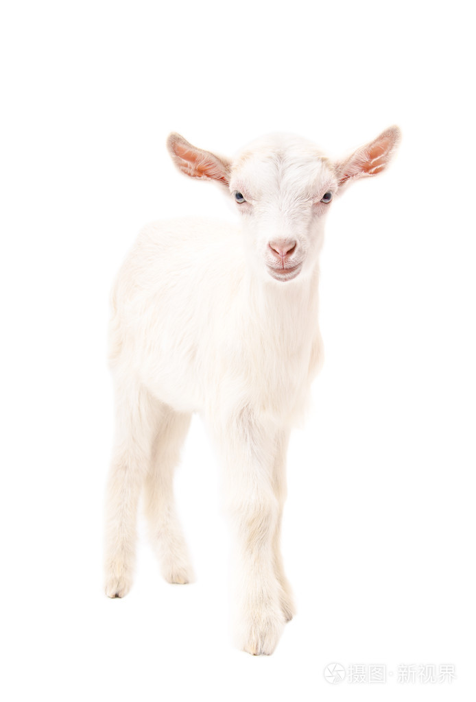 白山羊的肖像