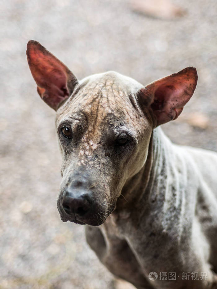 可怜的癞皮狗的特写肖像