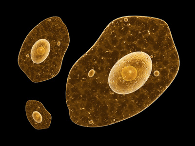 的结构变形虫单细胞变形虫变形虫绿色变形虫微生物剪贴画蓝色变形虫