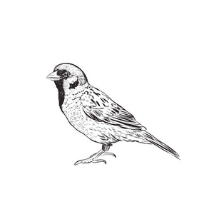 手绘图素描图片