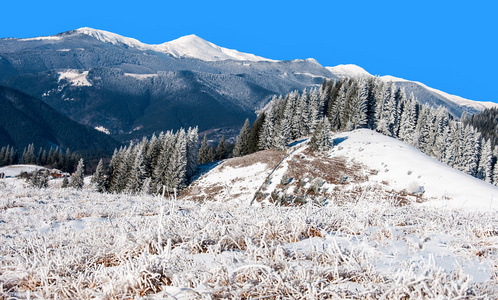 冬季霜和雪覆盖在山腰上的杉木树