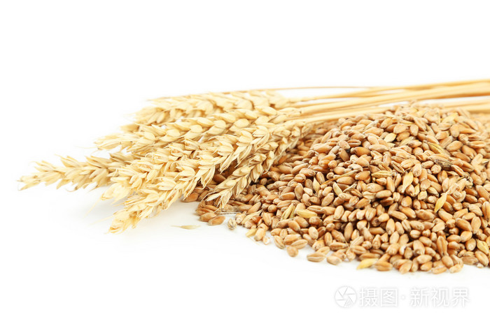 小麦和小麦籽粒的耳朵