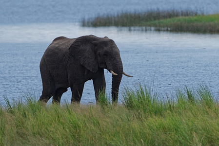 非洲大象走路