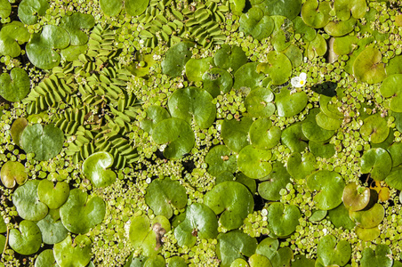 浮萍在夏天.在静止水中大量漂浮的小型水生开花植物照片