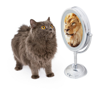 猫咪背景图片 猫咪背景素材 猫咪背景插画 摄图新视界