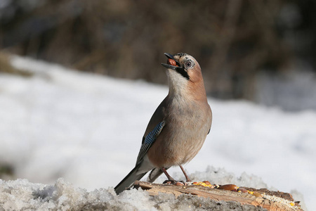 Jay 于雪