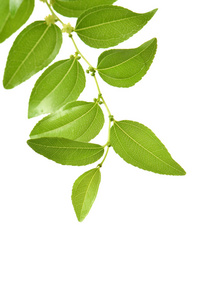 大枣树青枣叶照片