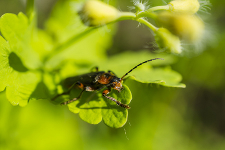 绿叶上的橙甲虫宏观摄影