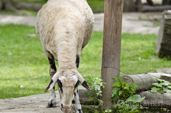 夏天的午后在院子里的羊