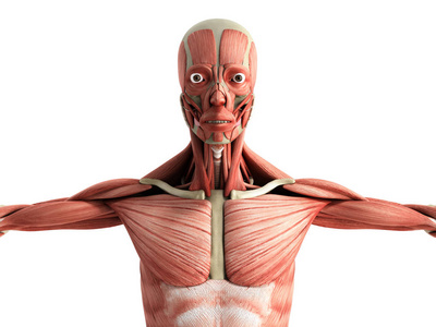 生物学上人体肌肉解剖学上白色前面的 3d 渲染照片