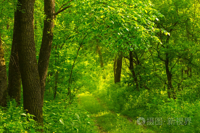 绿色的夏天森林场景