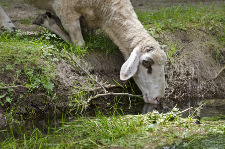 夏天的午后,在院子里的羊照片