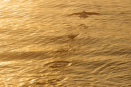 海鸥在水面上日出图片