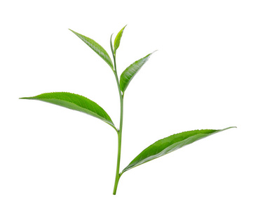 白色背景上的绿茶叶 ilsolated
