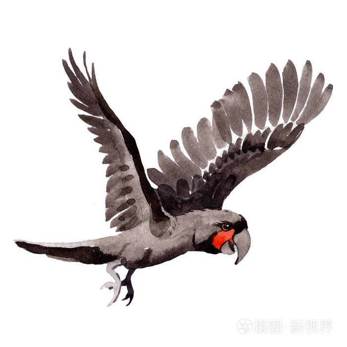 野生动物的孤立的水彩风格天空黑鸟鹦鹉