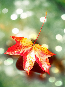 影片效果。秋天的颜色。枫叶落在滑玄武岩石材烟水中。水冷山流叶栅