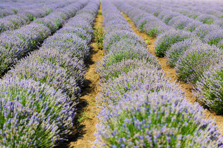 高原 de valensole，普罗旺斯，法国薰衣草田地