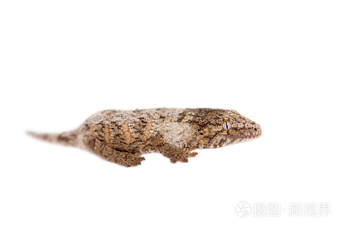 新的加里东期巨型壁虎在白色照片 正版商用图片0dcxmx 摄图新视界